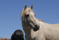 CLOUD     WILD STALLION FROM THE PRYOR MOUNTAINS
