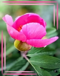 🌿🌺 Peony 🌺🌿