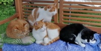 nur 4 - only 4 ;)