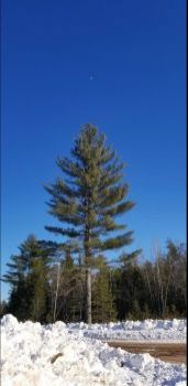 Big Tree …