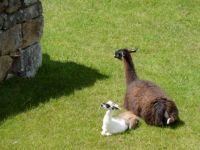 Llama & Baby at Machu Picchu