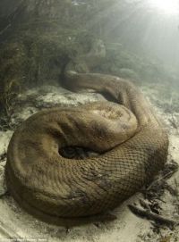 26 foot Anaconda