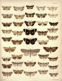 New_Zealand_Moths_and_Butterflies_(1898)_04