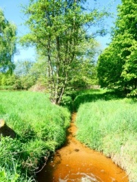 One of the small brooks in the Lime Arboretum. The water looks orangje/brown, but that is due to the sun shining on the sand of the bottom of the brook!
