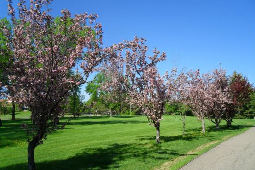 Cherry blosoms in Wascana Park