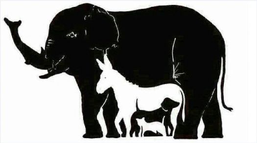 How many animals can you see ?