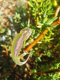 Cape Dwarf Chameleon