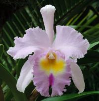 Pretty Orchid