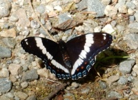 White Admiral Butterfly