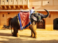 Elephant in the Amber Palace