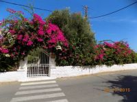 Bougainvillea in Chersonissos, part 2