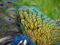 peacock#34 photo by Jill Amoni