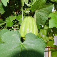 First Choko of the season