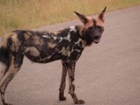 painted dog of Kruger