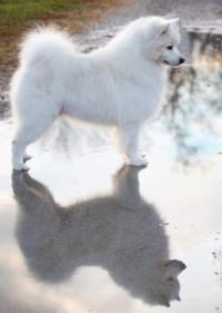 Samoyed