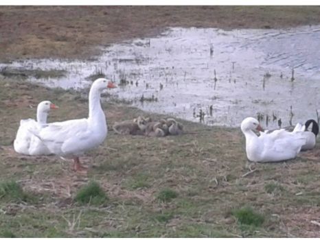 geese and goslings
