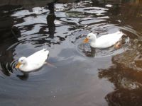 Ducks at Imhoff
