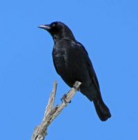 Crow on watch