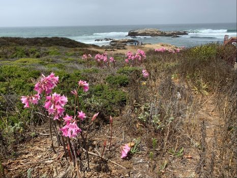 Solve Naked ladies on the beach jigsaw puzzle online with 300 pieces