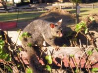 Brush-tailed Possum