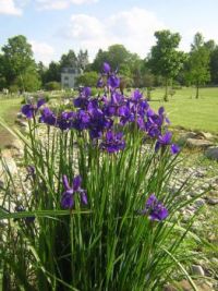 presby memorial iris gardens 