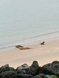 Seals - it was an amazing moment.