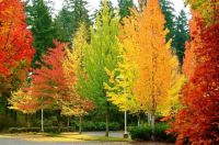 Fall Colors