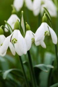 Snowdrops for Ank