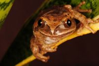 Marbled Reed Frog