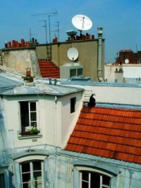 black cat on the roof