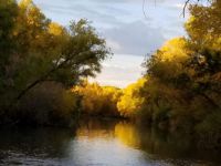 Cottonwood trees in their autumn splendor
