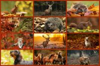 Animals in Autumn