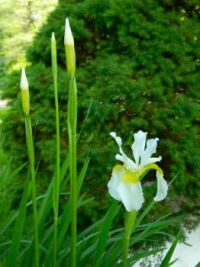 White Siberian Iris in Evening Light
