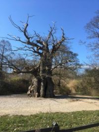 800 year old oak
