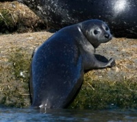 This Cutie is an Ear-less Seal.  This  photo was taken on  Long Island,  NY,  3-18-23