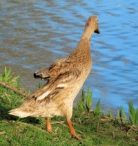 slender duck lady