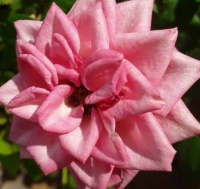 Pink mini rose