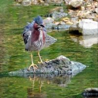 GREEN HERON’S MOMENT OF FRIGHT