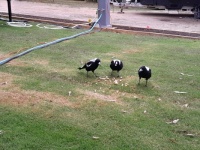 3 magpies at our campsite
