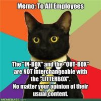 Business cat
