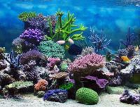 3 Life in the Coral Reefs