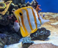 Brightly colored fish at the Birch Aquarium