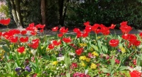 Flowers in Garden of Remembrance