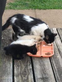 Little Girl & kittens