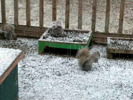 snowy squirrels