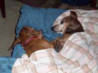 Fritz, on right, Rip May 14, 2013  he was 12 years old.