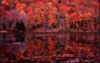 THEME:- Colours of Fall