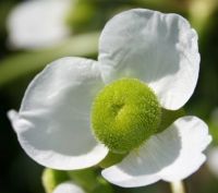 Wapato Flower