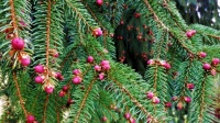 Rozkvetlý smrk - Blossoming spruce