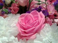 rose2